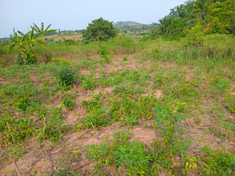 Premium Serviced Plots in Pokuase (Dedeiman) | 12-Month Interest-Free Plan |Price: GHS 130,000 (Flexible, Interest-Free Terms)