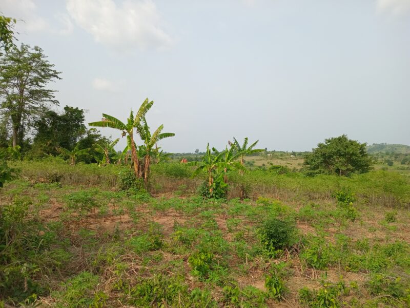 Premium Serviced Plots in Pokuase (Dedeiman) | 12-Month Interest-Free Plan |Price: GHS 130,000 (Flexible, Interest-Free Terms)