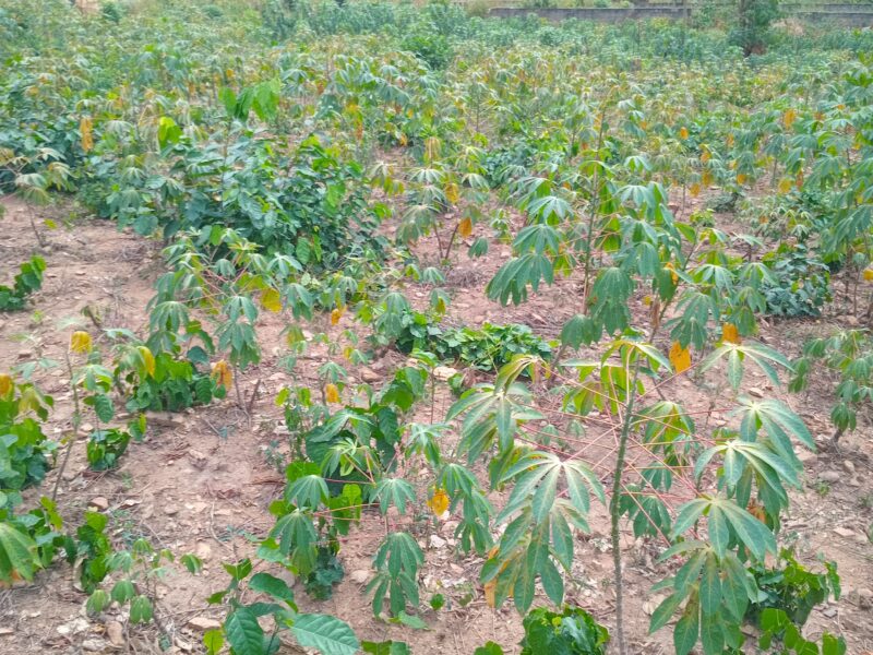 Premium Serviced Plots in Pokuase (Dedeiman) | 12-Month Interest-Free Plan |Price: GHS 130,000 (Flexible, Interest-Free Terms)