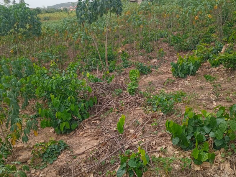 Premium Serviced Plots in Pokuase (Dedeiman) | 12-Month Interest-Free Plan |Price: GHS 130,000 (Flexible, Interest-Free Terms)